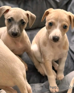 Photo №3. Greyhound Welpen Zur adoption Verfügbar. Allemagne