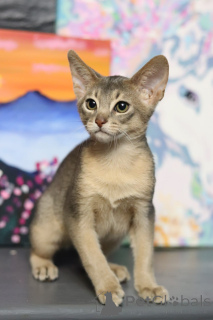 Photo №1. abyssin - à vendre en ville de Minsk | 678€ | Annonce № 153745