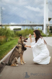 Photo №3. Sam, chien intelligent et gentil, cherche un foyer ! Entre de bonnes mains. Fédération de Russie