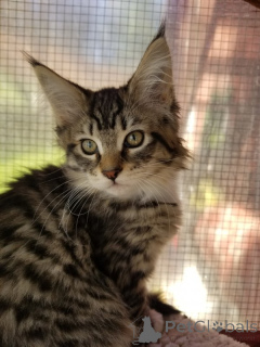 Photo №3. Maine Coon Kitten Kater Mit Stammbaum ombré. Allemagne