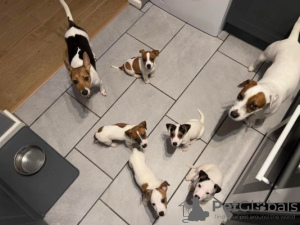 Photo №2 de l'annonce № 56171 de la vente jack russell terrier - acheter à La finlande annonce privée