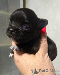 Photo №4. Je vais vendre chihuahua en ville de Zrénjanin. éleveur - prix - négocié