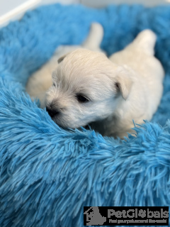 Photo №2 de l'annonce № 134424 de la vente chien bâtard - acheter à Pologne éleveur