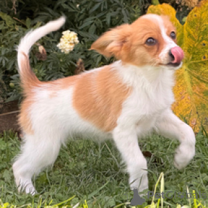 Photo №1. papillon - à vendre en ville de Berlin | 500€ | Annonce №178729