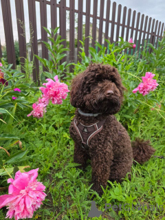 Photo №3. Smart, amical et hypoallergénique! 	2. Rencontrez votre nouveau chiot. USA