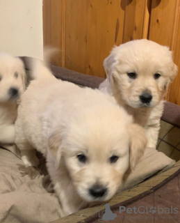 Photo №4. Je vais vendre golden retriever en ville de Maastricht. annonce privée, éleveur - prix - 450€