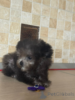 Photo №2 de l'annonce № 155084 de la vente caniche (nain) - acheter à Fédération de Russie annonce privée