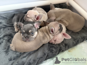 Photo №1. bouledogue - à vendre en ville de Danbury | 329€ | Annonce №128740