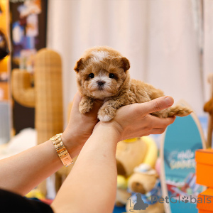 Photo №4. Je vais vendre maltipu en ville de Floride. éleveur - prix - 425€