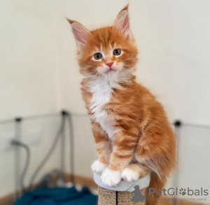 Photo №1. maine coon - à vendre en ville de Sion | 400€ | Annonce № 116682