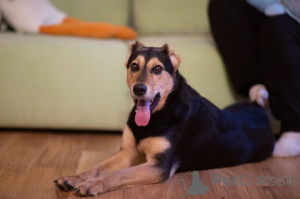 Photo №1. chien bâtard - à vendre en ville de Rivière moscou | Gratuit | Annonce №165003