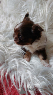 Photo №3. Mignon garçon chihuahua chocolat aux cheveux longs. Pologne