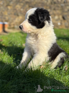 Photo №2 de l'annonce № 166501 de la vente border collie - acheter à Allemagne annonce privée