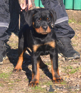 Photo №3. Rottweiler, meilleurs chiots. Serbie