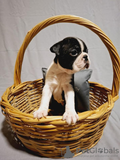Photo №3. Boston terrier chiots de Champion Bloodlines. Serbie