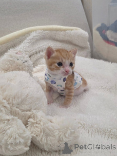 Photo №1. scottish fold - à vendre en ville de Afionas | 300€ | Annonce № 175592