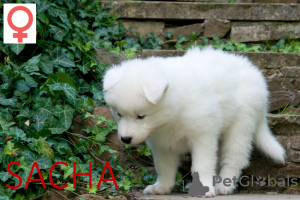 Photo №1. laika de iakoutie - à vendre en ville de Cracovie | 1200€ | Annonce №22718