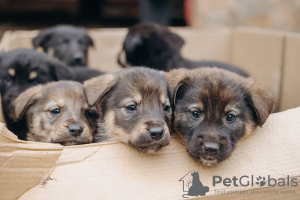 Photo №1. chien bâtard - à vendre en ville de Москва | Gratuit | Annonce №125849