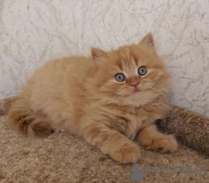 Photo №1. british shorthair - à vendre en ville de New york | 237€ | Annonce № 89608