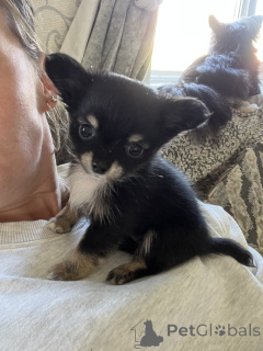 Photo №4. Je vais vendre chihuahua en ville de Tampa. annonce privée - prix - 298€