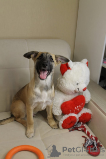 Photo №1. chien bâtard - à vendre en ville de Москва | Gratuit | Annonce №93058