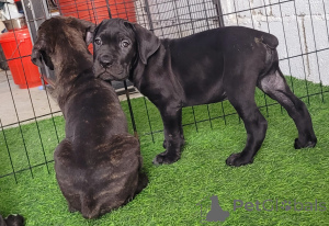 Photo №2 de l'annonce № 145597 de la vente cane corso - acheter à Emirats Arabes Unis annonce privée