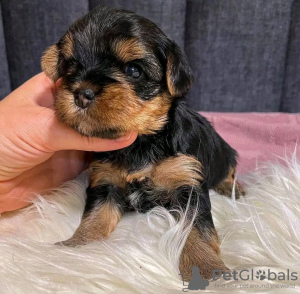 Photos supplémentaires: Incroyables chiots Yorkie Business WhatsApp 37256062792