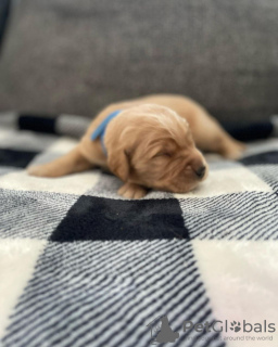 Photo №2 de l'annonce № 110050 de la vente golden retriever - acheter à Allemagne éleveur