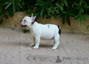 Photo №1. bouledogue - à vendre en ville de Queens Park | négocié | Annonce №168778