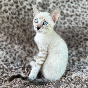 Photo №2 de l'annonce № 153230 de la vente bengal - acheter à Suède annonce privée