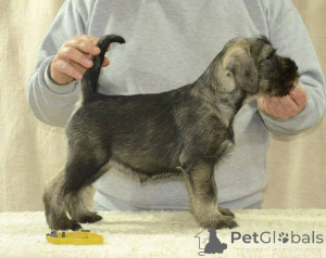 Photo №3. Chiot schnauzer de taille moyenne. Serbie