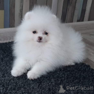 Photo №4. Je vais vendre spitz nain en ville de Bremen. annonce privée - prix - 380€