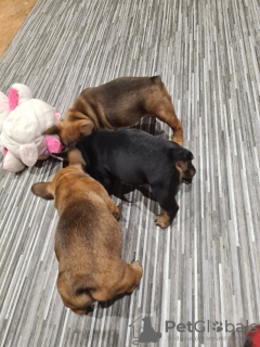 Photo №2 de l'annonce № 101985 de la vente bouledogue - acheter à USA éleveur