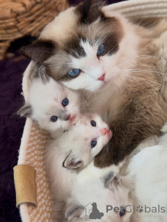 Photo №1. ragdoll - à vendre en ville de Roermond | négocié | Annonce № 170646