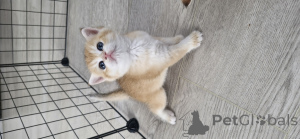 Photo №2 de l'annonce № 173306 de la vente british shorthair - acheter à Fédération de Russie de la fourrière