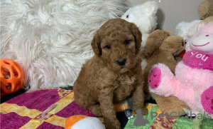 Photo №1. chien bâtard - à vendre en ville de Bucharest | Gratuit | Annonce №125747