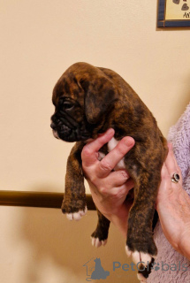 Photo №2 de l'annonce № 135375 de la vente chien bâtard - acheter à Allemagne 