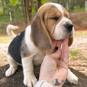 Photo №1. beagle - à vendre en ville de Sinsheim | 404€ | Annonce №128474