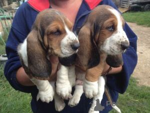 Photo №1. basset hound - à vendre en ville de Aalen | 450€ | Annonce №169412