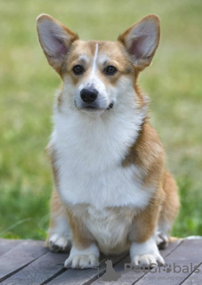 Photos supplémentaires: Chiot corgi gallois de Pembroke