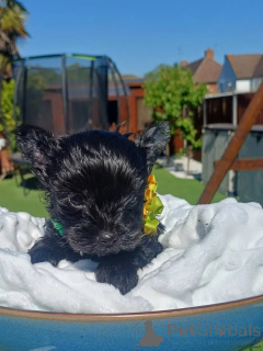 Photo №2 de l'annonce № 175715 de la vente yorkshire terrier - acheter à Allemagne annonce privée