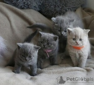 Photo №1. british shorthair - à vendre en ville de Kreivilä | Gratuit | Annonce № 124022