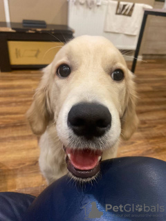 Photo №3. Golden Retriever 6 mois. Georgia