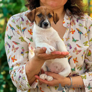 Photo №4. Je vais vendre jack russell terrier en ville de Novosibirsk. éleveur - prix - 323€