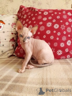 Photo №1. sphynx - à vendre en ville de Kreysfreie Stadt Frankfurt Am Main | 559€ | Annonce № 163694