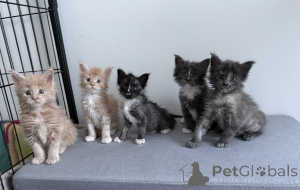 Photo №1. maine coon - à vendre en ville de Arronman de Bruxelles Capital | Gratuit | Annonce № 174368