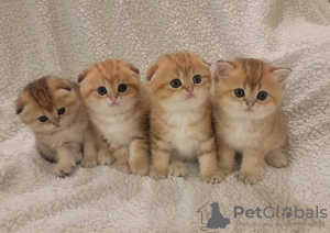 Photo №1. scottish fold - à vendre en ville de Marseille | 250€ | Annonce № 120887