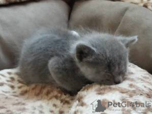 Photo №3. Mignon chaton British shorthair à adopter gratuitement. Allemagne