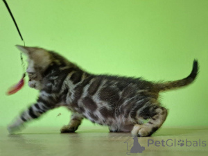 Photo №3. Mâle du Bengale. Pologne