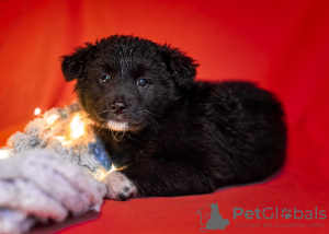 Photo №2 de l'annonce № 13429 de la vente chien bâtard - acheter à Fédération de Russie de l'abri